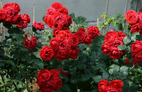 各种月季花图片大全