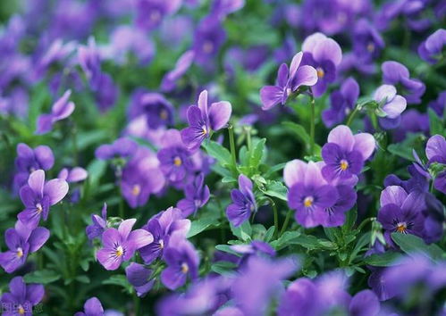 花语大全10种 花语大全10种