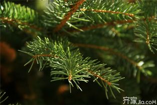 松树叶子功效与作用