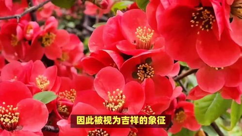 海棠花的花语是暗恋吗
