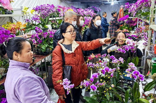 武汉最大花卉批发市场在哪里