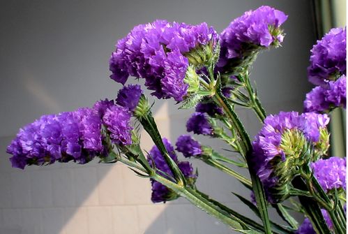勿忘我花茶功效与禁忌