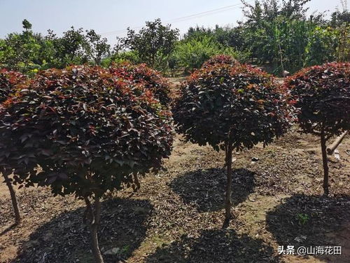 金叶榆造型树