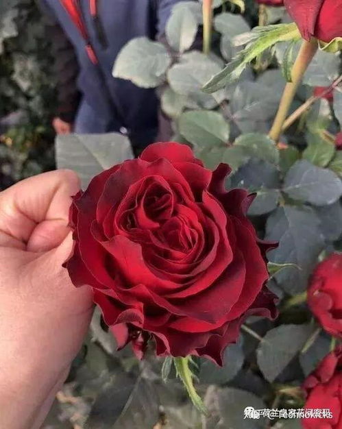 路易十四玫瑰的花语