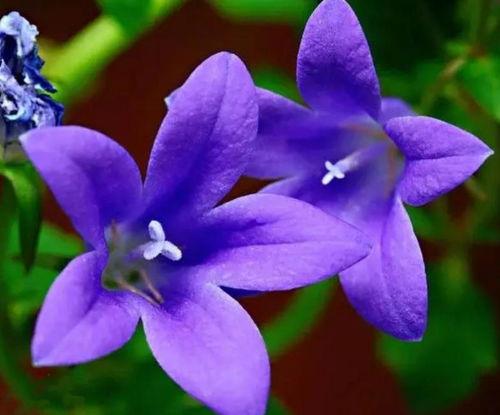 风铃花花语寓意