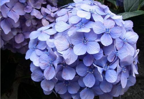 绣球花花期