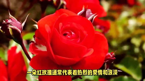 玫瑰花的含义和象征意义