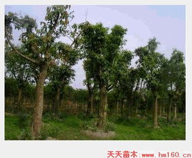 黄葛树和黄桷树的区别