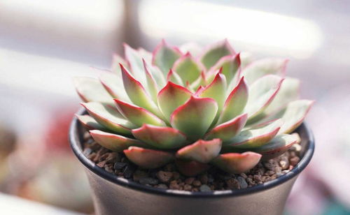 多肉植物品种及图片 多肉植物品种及图片