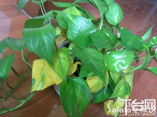 水生植物有哪些名字