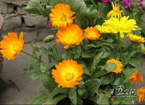 金盏菊图片大全