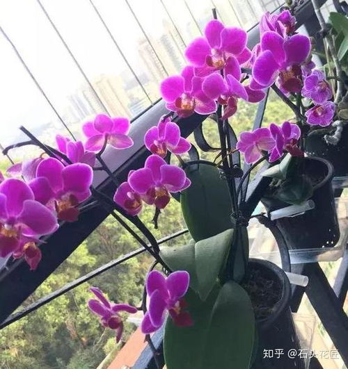 蝴蝶兰盆栽图片