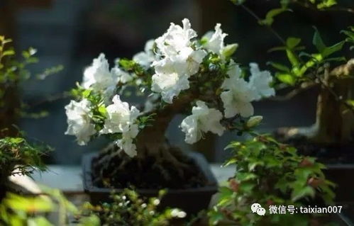 六月雪的功效与作用