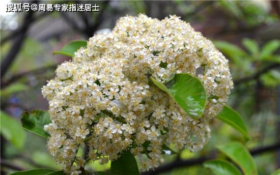 石楠花为什么叫男人花