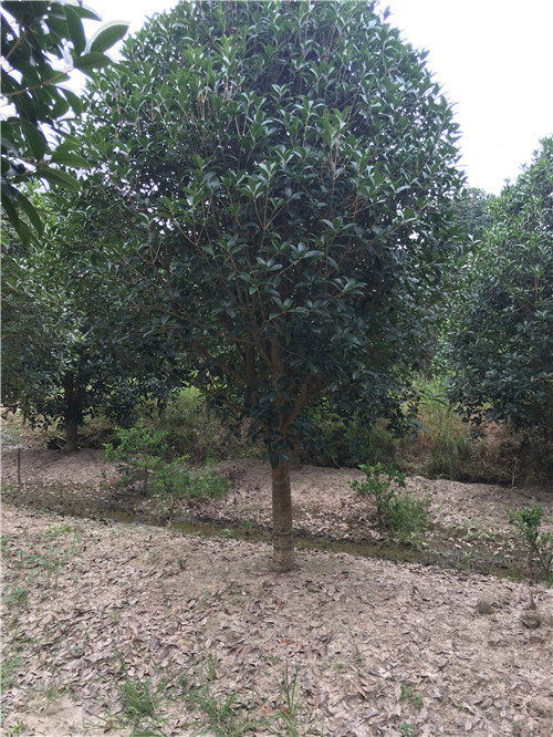 15公分桂花价格