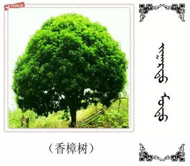 各种树木图片