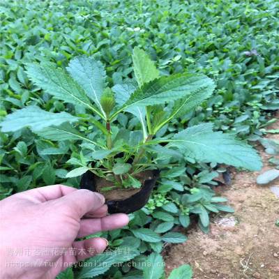 柳叶马鞭草种植方法和时间