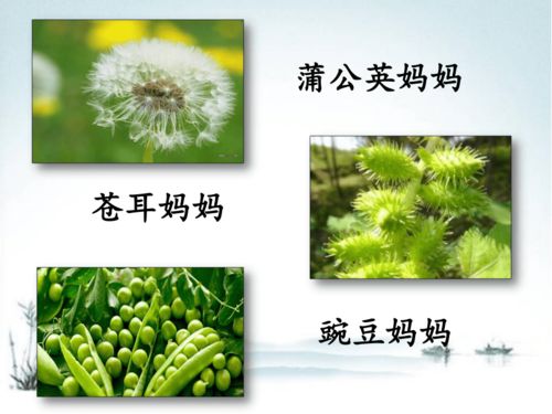 植物妈妈有办法图片