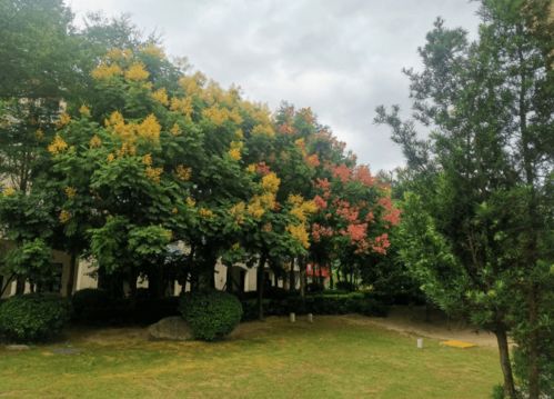 最美的花草树木风景图片