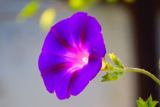 牵牛花什么时候开