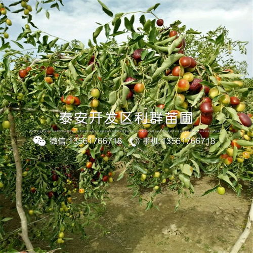 乐昌含笑多少钱一棵