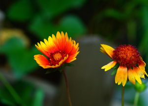 天人菊花语