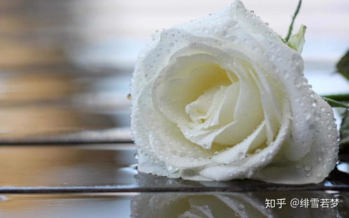 白玫瑰花语代表什么意思