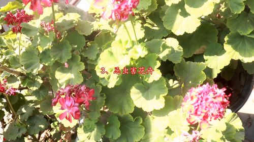 附近花店买花注意事项