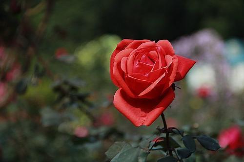 玫瑰花的含义代表着什么
