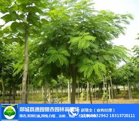 合欢树图片大全大图