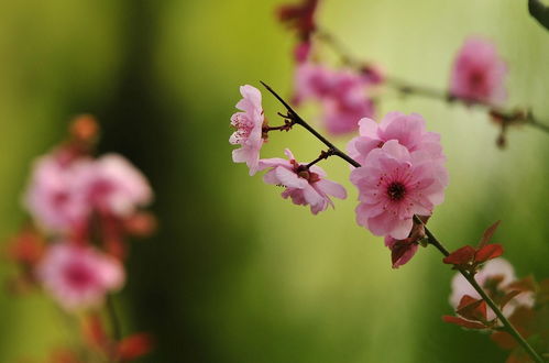 花的图片高清