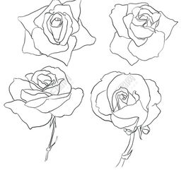 玫瑰花怎么画简笔画