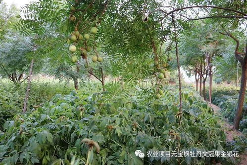 文冠果籽的功效与作用