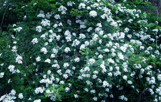 荼蘼花花期