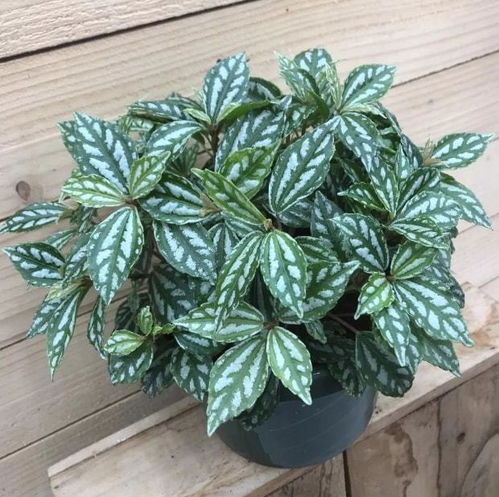 花叶络石耐阴吗