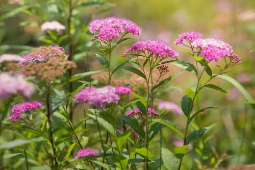 粉花绣线菊价格 粉花绣线菊价格