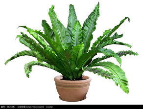 植物大全图片