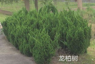 柏树图片欣赏