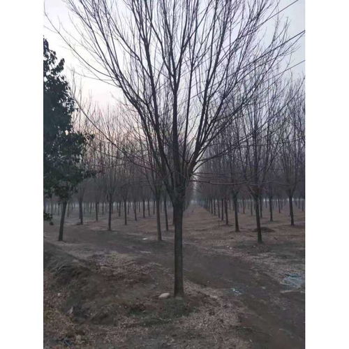 小叶白蜡树图片