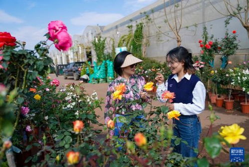 中国花卉基地
