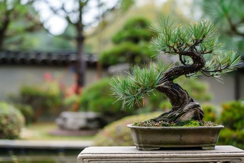 马尾松盆景图片大全欣赏