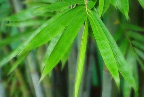 翠竹的象征意义
