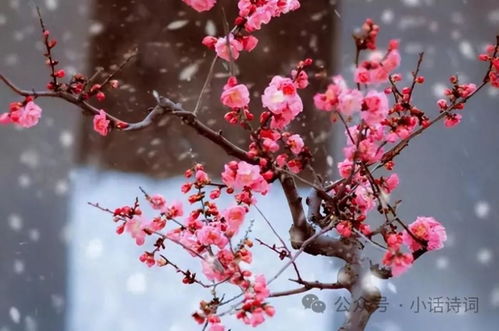 十首著名的梅花诗