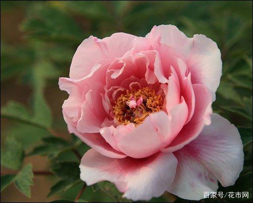牡丹花花语及寓意