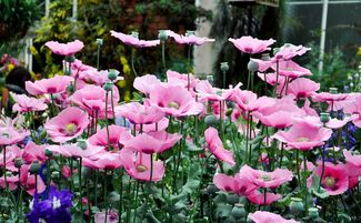 教师节送什么花寓意比较好