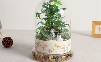 适合送老师的绿植有哪些