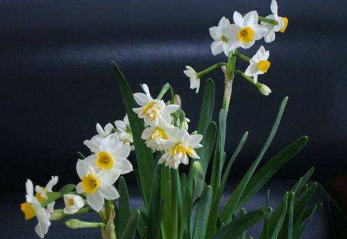 水仙花花语大全