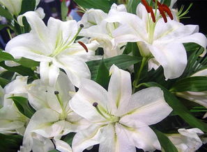 香水百合的花语