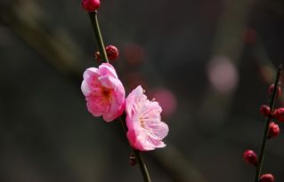 腊月开什么花
