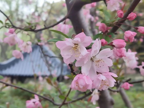 垂丝海棠花期